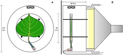 High-Resolution in vivo Imaging of Xylem-Transported CO2 in Leaves Based on Real-Time 11C-Tracing